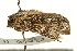  ( - UKLB36E11.fail1)  @11 [ ] CreativeCommons - Attribution (2009) Unspecified Centre for Biodiversity Genomics