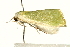  ( - UKLB36F06)  @13 [ ] CreativeCommons - Attribution (2009) Unspecified Centre for Biodiversity Genomics