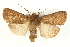  (Hoplodrina octogenaria - UKLB35C11)  @15 [ ] CreativeCommons - Attribution (2009) Unspecified Centre for Biodiversity Genomics