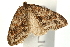  (Trichopteryx polycommata - UKLB35D02)  @15 [ ] CreativeCommons - Attribution (2009) Unspecified Centre for Biodiversity Genomics