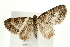  (Pterapherapteryx - UKLB36B08)  @15 [ ] CreativeCommons - Attribution (2010) Unspecified Centre for Biodiversity Genomics