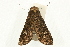  ( - UKLB36E03)  @13 [ ] CreativeCommons - Attribution (2010) Unspecified Centre for Biodiversity Genomics