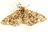  ( - UKLB36G11)  @14 [ ] CreativeCommons - Attribution (2010) Unspecified Centre for Biodiversity Genomics