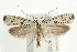  (Yponomeuta plumbella - UKLB39D05)  @15 [ ] CreativeCommons - Attribution (2010) Unspecified Centre for Biodiversity Genomics