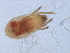  ( - 08DPMIT-0005)  @12 [ ] CreativeCommons - Attribution (2008) Unspecified Centre for Biodiversity Genomics