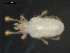  (Johnstonianidae - DPMIT-32-38)  @14 [ ] CreativeCommons - Attribution (2010) David Porco Centre for Biodiversity Genomics