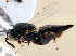  (Brachymeria annulipes - CHACP-UFES-BC377)  @11 [ ] Unspecified (default): All Rights Reserved  Unspecified Unspecified