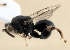  (Brachymeria mnestor - CHACP-UFES-BC452)  @11 [ ] Unspecified (default): All Rights Reserved  Unspecified Unspecified