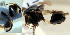  (Chalcis myrifex - CHACP-UFES-PMS011)  @11 [ ] Unspecified (default): All Rights Reserved  Unspecified Unspecified