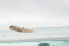  ( - CHA23_006)  @11 [ ] Unspecified (default): All Rights Reserved  Unspecified Unspecified