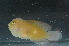  (Gobiodon micropus - CHA23_015)  @11 [ ] Unspecified (default): All Rights Reserved  Unspecified Unspecified