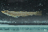  (Phyllogobius - CHA23_208)  @11 [ ] Unspecified (default): All Rights Reserved  Unspecified Unspecified