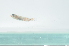  ( - CHA23_218)  @11 [ ] Unspecified (default): All Rights Reserved  Unspecified Unspecified