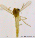  (Cladotanytarsus frontalis - DL8)  @11 [ ] CreativeCommons - Attribution Non-Commercial Share-Alike (2018) Xiaolong Lin College of Life Sciences, Nankai University