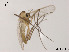  (Brillia sp. 1XL - XL1048)  @11 [ ] CreativeCommons - Attribution Non-Commercial Share-Alike (2019) Xiaolong Lin College of Life Sciences, Nankai University