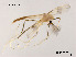  (Stenochironomus sp. 18XL - XL1077)  @11 [ ] CreativeCommons - Attribution Non-Commercial Share-Alike (2019) Xiaolong Lin College of Life Sciences, Nankai University