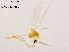  (Tanytarsus tamaduodecimus - XL1089)  @11 [ ] CreativeCommons-Attribution Non-Commercial Share-Alike (2020) Xiaolong Lin Nankai University, College of Life Sciences