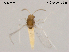  (Stempellinella brevilamellae - XL1113)  @11 [ ] CreativeCommons-Attribution Non-Commercial Share-Alike (2020) Xiaolong Lin Nankai University, College of Life Sciences