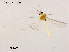  (Tanytarsus sp. 7XL - XL1180)  @11 [ ] CreativeCommons-Attribution Non-Commercial Share-Alike (2020) Xiaolong Lin Nankai University, College of Life Sciences