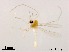  (Rheotanytarsus cangshanensis - XL1200)  @11 [ ] CreativeCommons-Attribution Non-Commercial Share-Alike (2020) Xiaolong Lin Nankai University, College of Life Sciences