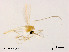  (Rheotanytarsus sp. 9XL - XL1245)  @11 [ ] CreativeCommons - Attribution Non-Commercial Share-Alike (2019) Xiaolong Lin College of Life Sciences, Nankai University