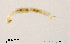  (Stempellinella apicula - XL1299)  @11 [ ] CreativeCommons - Attribution Non-Commercial Share-Alike (2018) Xiaolong Lin College of Life Sciences, Nankai University