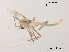 (Stenochironomus sp. 13XL - XL1360)  @11 [ ] CreativeCommons-Attribution Non-Commercial Share-Alike (2020) Xiaolong Lin Nankai University, College of Life Sciences