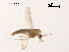  (Neozavrelia oligomera - XL1379)  @11 [ ] CreativeCommons - Attribution Non-Commercial Share-Alike (2019) Xiaolong Lin College of Life Sciences, Nankai University