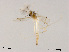  (Microtendipes quasicaducas - XL1473)  @11 [ ] CreativeCommons - Attribution Non-Commercial Share-Alike (2018) Xiaolong Lin College of Life Sciences, Nankai University