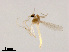  (Tanytarsus sp. 27XL - XL1498)  @11 [ ] CreativeCommons - Attribution Non-Commercial Share-Alike (2019) Xiaolong Lin College of Life Sciences, Nankai University