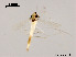  (Stenochironomus sp. 5XL - XL1507)  @11 [ ] CreativeCommons - Attribution Non-Commercial Share-Alike (2019) Xiaolong Lin College of Life Sciences, Nankai University