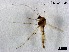  (Tanytarsus sp. 30XL - XL1618)  @11 [ ] CreativeCommons-Attribution Non-Commercial Share-Alike (2020) Xiaolong Lin Nankai University, College of Life Sciences