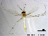  (Rheotanytarsus photophilus - XL1637)  @12 [ ] CreativeCommons - Attribution Non-Commercial Share-Alike (2019) Xiaolong Lin College of Life Sciences, Nankai University