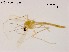  (Tanytarsus sp. 16XL - XL1697)  @11 [ ] CreativeCommons-Attribution Non-Commercial Share-Alike (2020) Xiaolong Lin Nankai University, College of Life Sciences