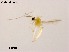  (Rheotanytarsus qiangi - XL1791)  @11 [ ] CreativeCommons-Attribution Non-Commercial Share-Alike (2020) Xiaolong Lin Nankai University, College of Life Sciences