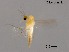  (Neozavrelia sp. 6XL - XL1807)  @11 [ ] CreativeCommons-Attribution Non-Commercial Share-Alike (2020) Xiaolong Lin Nankai University, College of Life Sciences