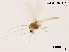  (Cladotanytarsus sp. 1XL - XL1849)  @11 [ ] CreativeCommons-Attribution Non-Commercial Share-Alike (2020) Xiaolong Lin Nankai University, College of Life Sciences