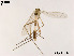  (Brillia sp. 3XL - XL1895)  @11 [ ] CreativeCommons - Attribution Non-Commercial Share-Alike (2019) Xiaolong Lin College of Life Sciences, Nankai University