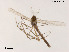  (Brillia sp. 2XL - XL1964)  @11 [ ] CreativeCommons - Attribution Non-Commercial Share-Alike (2019) Xiaolong Lin College of Life Sciences, Nankai University
