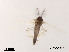  (Symbiocladius - XL2013)  @11 [ ] CreativeCommons - Attribution Non-Commercial Share-Alike (2019) Xiaolong Lin College of Life Sciences, Nankai University