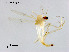  (Stenochironomus sp. 11XL - XL2351)  @11 [ ] CreativeCommons - Attribution Non-Commercial Share-Alike (2019) Xiaolong Lin College of Life Sciences, Nankai University