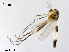  (Brillia bifasciata - XL2438)  @11 [ ] CreativeCommons - Attribution Non-Commercial Share-Alike (2019) Xiaolong Lin College of Life Sciences, Nankai University