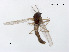  (Symbiocladius rhithrogenae - XL2453)  @11 [ ] CreativeCommons - Attribution Non-Commercial Share-Alike (2019) Xiaolong Lin College of Life Sciences, Nankai University