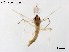  (Microtendipes kamoprimus - XL2480)  @11 [ ] CreativeCommons-Attribution Non-Commercial Share-Alike (2020) Xiaolong Lin Nankai University, College of Life Sciences