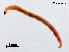  (Polypedilum sp. 12SC - XL2516)  @11 [ ] CreativeCommons - Attribution Non-Commercial Share-Alike (2019) Xiaolong Lin College of Life Sciences, Nankai University
