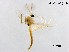  (Stenochironomus sp. 1XL - XL2629)  @11 [ ] CreativeCommons-Attribution Non-Commercial Share-Alike (2020) Xiaolong Lin Nankai University, College of Life Sciences