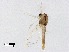  (Neozavrelia sp. 3XL - XL2664)  @11 [ ] CreativeCommons-Attribution Non-Commercial Share-Alike (2020) Xiaolong Lin Nankai University, College of Life Sciences