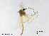  (Kiefferulus calligaster - XL3026)  @13 [ ] CreativeCommons - Attribution Non-Commercial Share-Alike (2019) Xiaolong Lin College of Life Sciences, Nankai University