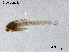  (Tanytarsus sp. 37XL - XL3203)  @11 [ ] CreativeCommons-Attribution Non-Commercial Share-Alike (2020) Xiaolong Lin Nankai University, College of Life Sciences