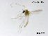  (Tanytarsus sp. 40XL - XL3540)  @11 [ ] CreativeCommons-Attribution Non-Commercial Share-Alike (2020) Xiaolong Lin Nankai University, College of Life Sciences